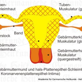 Organ Fallopian Tubes - Symptoms according to Germanische Heilkunde®