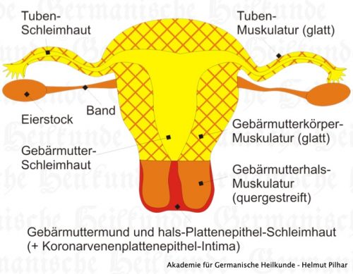 Blase, Gebärmutterhals Erfahrungsbericht - Germanische Heilkunde