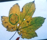 Akademie für Germanische Heilkunde