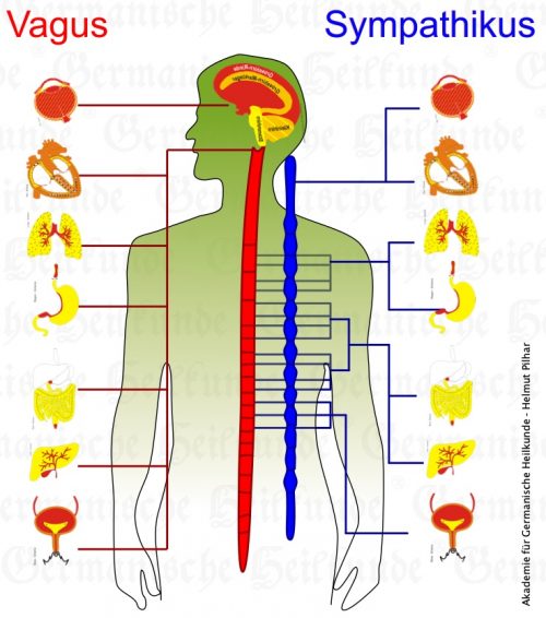 Wie Bringt Man Das Vegetative Nervensystem Ins Gleichgewicht Das vegetative Nervensystem | Germanische Heilkunde