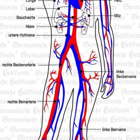 Organ Blut – Symptome nach der Germanischen Heilkunde