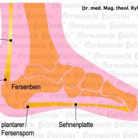 Organ Sehnen – Symptome nach der Germanischen Heilkunde