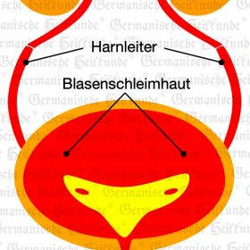 Organ Harnwege – Symptome nach der Germanischen Heilkunde