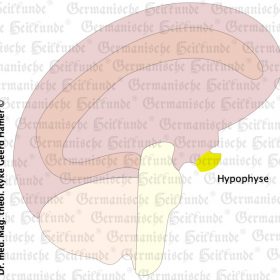 Organ Hypophyse – Symptome nach der Germanischen Heilkunde