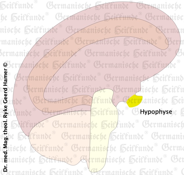 grafik organ hypophyse