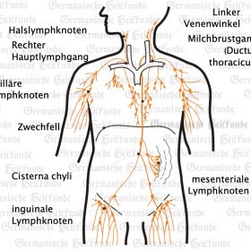 Organ Lymphknoten – Symptome nach der Germanischen Heilkunde