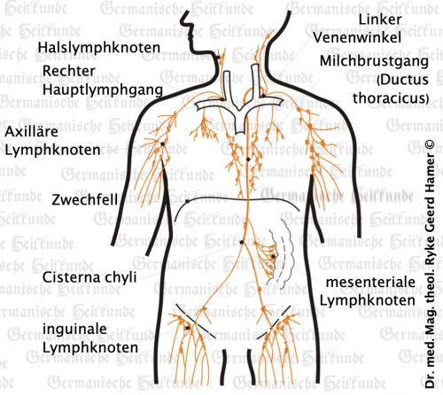 Die Lymphknoten, was es damit auf sich hat Germanische Heilkunde