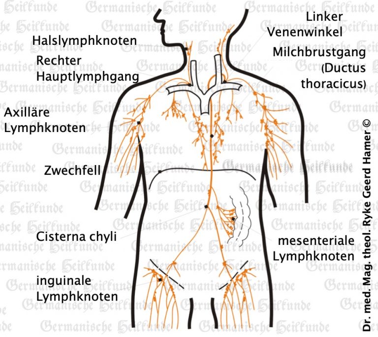 Lymphknoten Symptome nach der Germanischen Heilkunde Lymphknoten Symptome nach der Germanischen Heilkunde