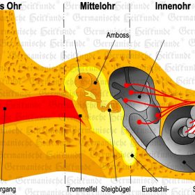 Organ Ohr – Symptome nach der Germanischen Heilkunde