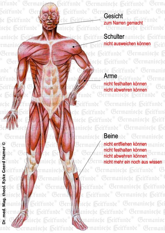 grafik organ muskel