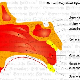 Organ Nase – Symptome nach der Germanischen Heilkunde