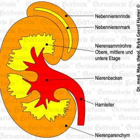 Organ Niere – Symptome nach der Germanischen Heilkunde