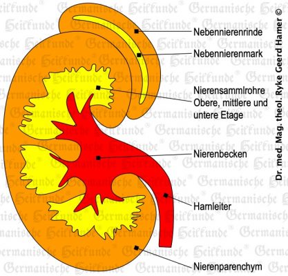 grafik organ niere
