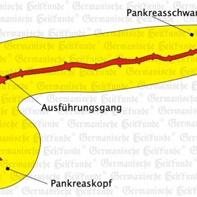Organ Bauchspeicheldrüse – Symptome nach der Germanischen Heilkunde