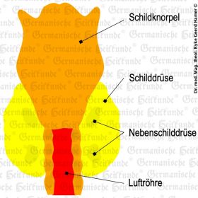 Organ Schilddrüse – Symptome nach der Germanischen Heilkunde