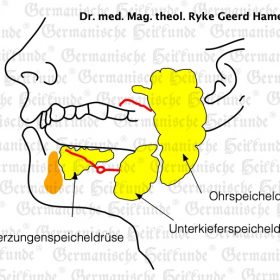 Organ Mund – Symptome nach der Germanischen Heilkunde