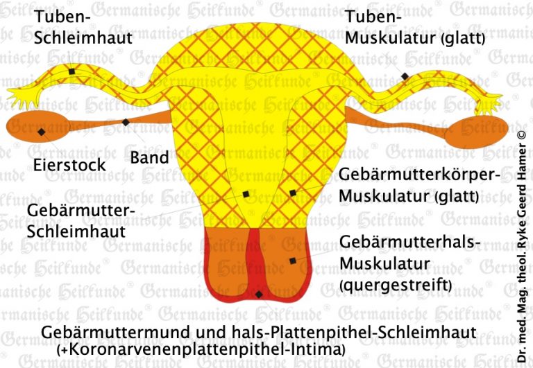 Gebärmutter Symptome nach der Germanischen Heilkunde
