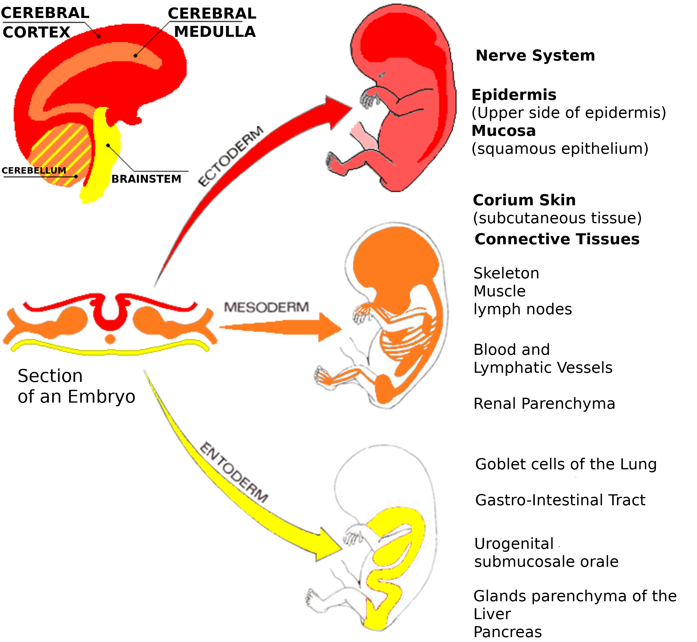 graphic cotyledon origin Akademie für Germanische Heilkunde