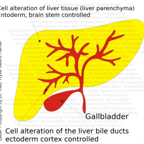 Organ Liver - Symptoms according to Germanische Heilkunde®