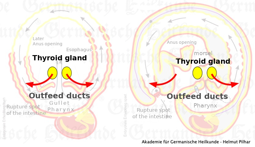 Akademie für Germanische Heilkunde