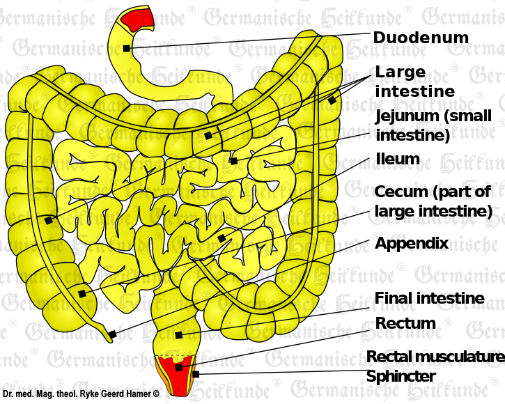 organ-intestine