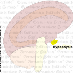 Organ Hypophysis - Symptoms according to Germanische Heilkunde®