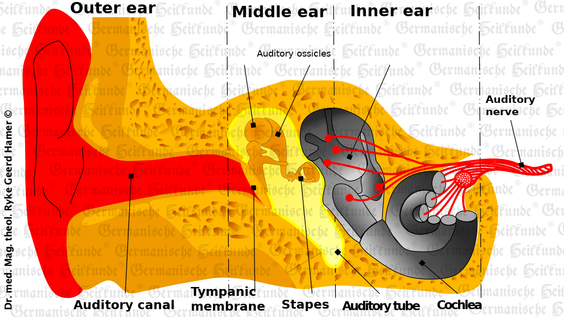graphic organ middle-ear