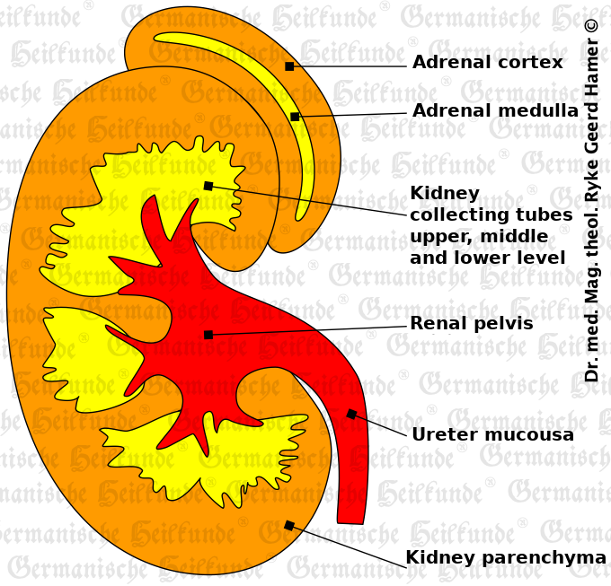 grafik organ niere 1
