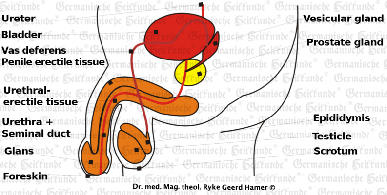 grafik organ prostata