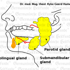 Organ Mouth - Symptoms according to Germanische Heilkunde®