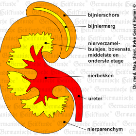 Orgaan nier – symptomen